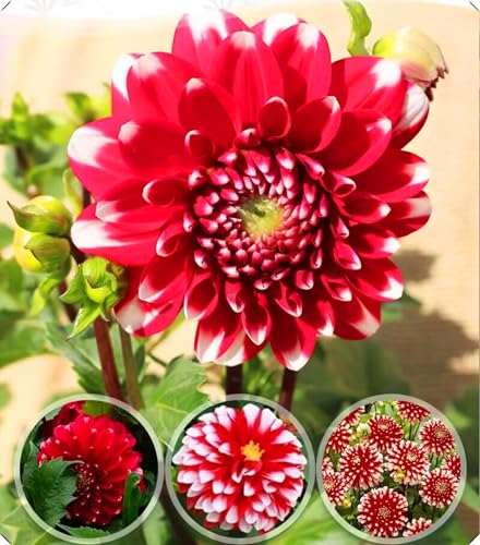 Dahlienzwiebeln sind einfach zu züchten und bestechen durch ihre leuchtenden Blüten.-8zwiebeln-C von NMYHKD