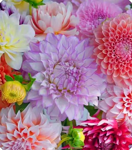 Dahlienzwiebeln sind einfach zu züchten und bestechen durch ihre leuchtenden Blüten.-8zwiebeln-V von NMYHKD