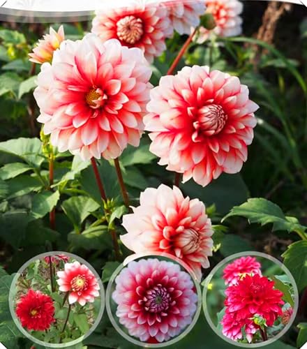 Dahlienzwiebeln verleihen Ihrem Garten mit ihren leuchtenden Farben einen Hauch von Eleganz.-10zwiebeln-Z von NMYHKD