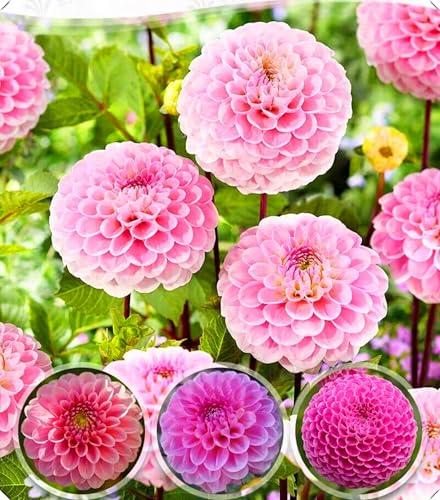 Dahlienzwiebeln verleihen Ihrem Garten mit ihren leuchtenden Farben einen Hauch von Eleganz.-2zwiebeln-C von NMYHKD