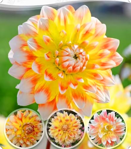 Dahlienzwiebeln verleihen Ihrem Garten mit ihren leuchtenden Farben einen Hauch von Eleganz.-8zwiebeln-X von NMYHKD