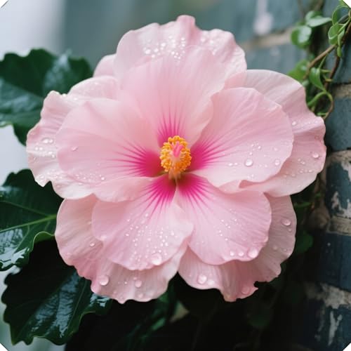 Hibiskuszwiebeln sind leicht zu züchten und zu pflegen und verschönern Balkone.-2zwiebeln-C von NMYHKD