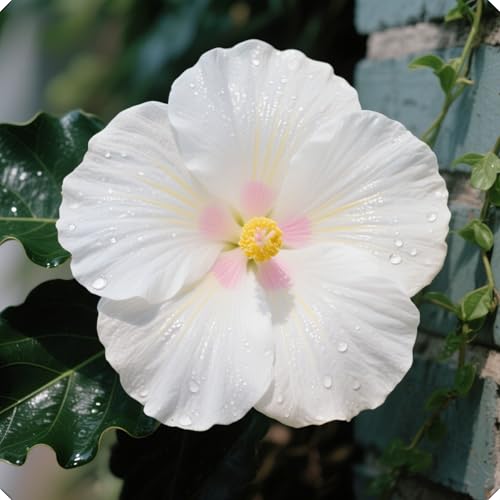 Hibiskuszwiebeln unterstreichen mit ihrer anmutigen Schönheit den Stil Ihres Zuhauses.-1zwiebeln-Z von NMYHKD