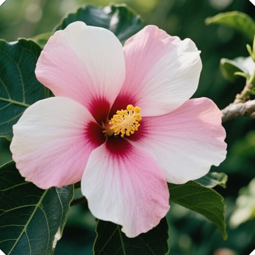 Hibiskuszwiebeln unterstreichen mit ihrer anmutigen Schönheit den Stil Ihres Zuhauses.-5zwiebeln-V von NMYHKD