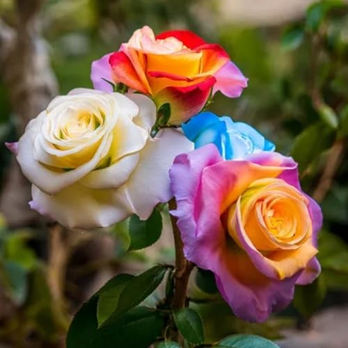 Rosenzwiebeln bieten elegante Formen und verleihen Ihrem Außenbereich Tiefe.-4zwiebeln-B Rosenzwiebeln bieten elegante Formen und verleihen Ihrem Außenbereich Tiefe.-4zwiebeln-B von NMYHKD