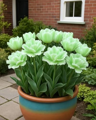 Sie sind leicht zu züchten und eignen sich perfekt für den Hausgarten.-4zwiebeln-C Sie sind leicht zu züchten und eignen sich perfekt für den Hausgarten.-4zwiebeln-C von NMYHKD