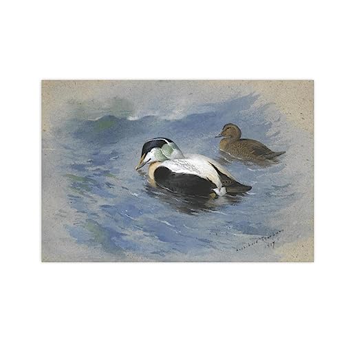 NOLEGA Archibald Thorburn Berühmte Gemälde PosterEin Paar Eiderenten Druck auf Leinwand,Reproduktion auf Leinwand,Wohnzimmer Büro Wandkunst Bilder 70x105cm Ungerahmt von NOLEGA