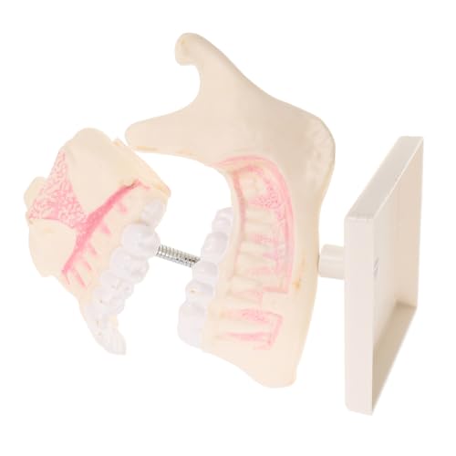 NOLITOY Plastisches Zahnmodell für Ausbildung und Technikerschulung Realistisches Übungsmodell Detailreiche Zahnstruktur Kompakt und Langlebig für Studium und Praxis von NOLITOY