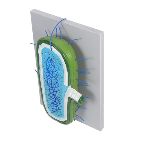 NOLITOY Vergrößertes für Biologieunterricht Detailgetreue Zellstruktur mit Organellen Robustes Lehrmodell für Schüler Interaktives Zell-anatomie-demonstrationsset von NOLITOY