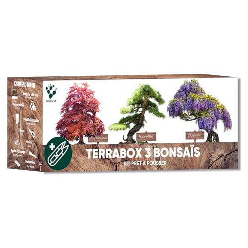 Bonsai-Set, fertig zum Wachsen – 100 % biologische Samen (Wisteria, Acer Palmatum, Picea Abies) – Geschenkidee Zen für Herren und Damen – Mini-Garten zum Selbermachen – Innendekoration – Made in von NOPALIA