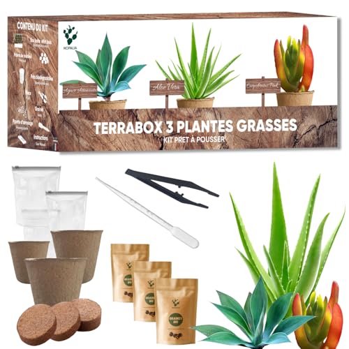 Set Sukkulenten & Aloe Vera zum Wachsen – Sukkulenten Agave, Carpobrotus & Aloe Vera – umweltfreundliches & ungewöhnliches Geschenk – Mini-Garten DIY – Dekoration für Haus & Büro – hergestellt in Set Sukkulenten & Aloe Vera zum Wachsen – Sukkulenten Agave, Carpobrotus & Aloe Vera – umweltfreundliches & ungewöhnliches Geschenk – Mini-Garten DIY – Dekoration für Haus & Büro – hergestellt in von NOPALIA