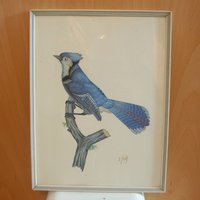 Gemälde/Bild Vogel Blau Exotisch Blauer Monographiert Mit J.sch Paradiesvogel Gemälde/Bild Vogel Blau Exotisch Blauer Monographiert Mit J.sch Paradiesvogel von NORESTDesign