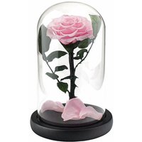 Große Rose im Glasglocke - Rosa von NORTHIX