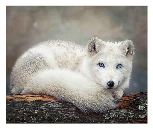 NPRZM 5D-Diamant-Malset, rund, Polarfuchs, Kristallstickerei, Basteln nach Zahlen, Kunstgemälde, Wanddekoration, Heimgeschenke, 30 x 40 cm NPRZM 5D-Diamant-Malset, rund, Polarfuchs, Kristallstickerei, Basteln nach Zahlen, Kunstgemälde, Wanddekoration, Heimgeschenke, 30 x 40 cm von NPRZM