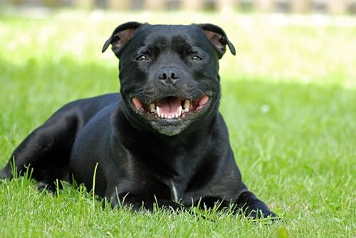 NPRZM 5D-Diamant-Malset für Erwachsene und Kinder, Staffordshire-Bullterrier, schwarzer Hund, DIY-Kunsthandwerk für Zuhause, Wanddekoration, Geburtstagsgeschenke, 40 x 50 cm NPRZM 5D-Diamant-Malset für Erwachsene und Kinder, Staffordshire-Bullterrier, schwarzer Hund, DIY-Kunsthandwerk für Zuhause, Wanddekoration, Geburtstagsgeschenke, 40 x 50 cm von NPRZM