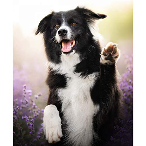 NPRZM DIY 5D „Border Collie-Tier“ Diamantmalerei Komplettset Kristall Strass Stickerei Bild Heimdekoration Kunsthandwerk Geschenk Runder Diamant Ohne Rahmen 40x40CM NPRZM DIY 5D „Border Collie-Tier“ Diamantmalerei Komplettset Kristall Strass Stickerei Bild Heimdekoration Kunsthandwerk Geschenk Runder Diamant Ohne Rahmen 40x40CM von NPRZM
