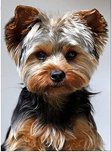 NPRZM DIY 5D Diamant-Malsets für Kinder, Diamant-Malbilder, Yorkshire Terrier, voller Diamant, runde Strasssteine, 50 x 50 cm von NPRZM