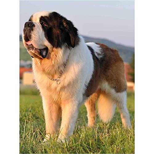 NPRZM Diamantmalerei zum Selbermachen, Diamantmalerei, Bernhardiner, runde Diamantstickerei, Kunst für Erwachsene, nach Zahlen, Malset, Bastelset, Heimdekoration, 30 x 40 cm von NPRZM