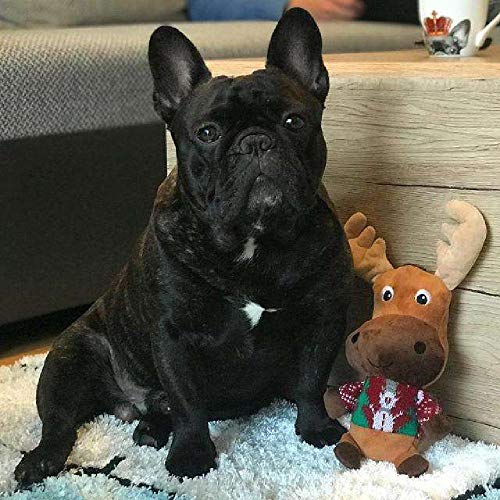 NPRZM Französische Bulldoggenbilder, DIY 5D-Diamantmalerei nach Zahlen, einzigartige Kits, Wanddekoration, Kristall-Strass-Wanddekoration, 30 x 40 cm NPRZM Französische Bulldoggenbilder, DIY 5D-Diamantmalerei nach Zahlen, einzigartige Kits, Wanddekoration, Kristall-Strass-Wanddekoration, 30 x 40 cm von NPRZM