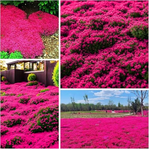 10000+ rosa Kriechender Thymian Samen Bodendecker Pflanze Samen mehrjährig - Non-GMO Heirloom Blume Creeping Thymian Samen für die Bepflanzung,bodendecker winterhart mehrjährig von NULIYA