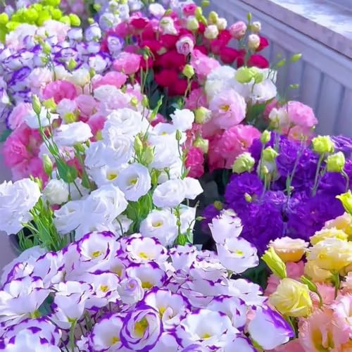 1000pcs Mixed Eustoma Samen,lisianthus samen blumensamen mehrjährig winterhart eustoma samen,Lebendige Blüten für Garten und Blumensträuße, leicht zu züchtende Sorte von NULIYA