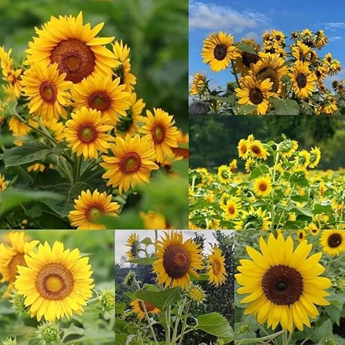 50pcs Multi-Headed Sonnenblumensamen für die Bepflanzung- Seltene und atemberaubende Gartenblüten Non GMO Heirloom Garten - Pflanzanleitung für einfaches Wachstum - Große Gartenarbeit Geschenke von NULIYA