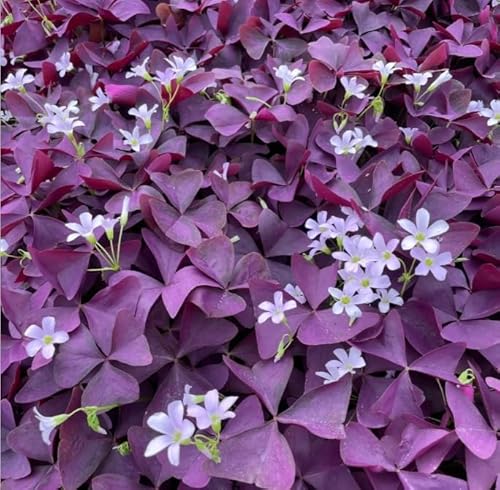 NULIYA 20Pcs Purple Shamrocks Bulbs for Planting, Purple Sorrel Bulbs, Oxalis Bulbs, Oxalis Triangularis Bulbs, Good Luck Flower Bulbs, Lucky Lovely Flowers Bulbs Grows Indoor or Outdoor von NULIYA