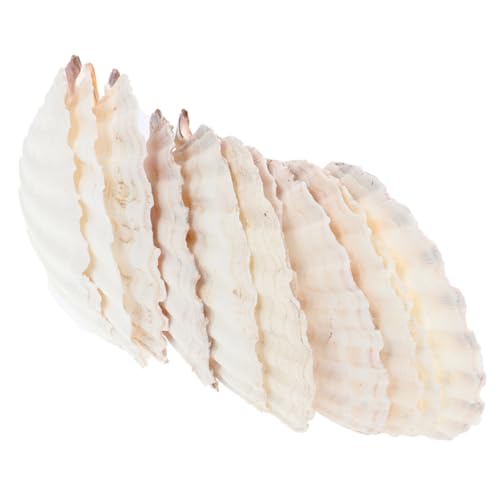 NUOBESTY 10 Stück Muschelschalen Dekoration Natürliche Jakobsmuschel Teller für DIY Bastelprojekte Schmuckpräsentation und Lebensmittelaufbewahrung für Aquarien und Wohnaccessoires von NUOBESTY