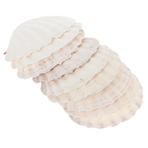 NUOBESTY 10 Stück Natürliche Muschelschalen Teller Wiederverwendbare Form Essgeschirr für DIY Dekoration Aquarium Strand Mottopartys von NUOBESTY