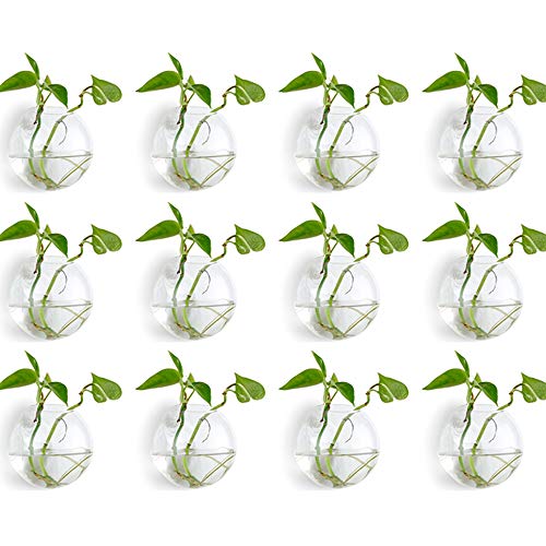 NUPTIO 12 Stück Wandbehang Glas Pflanzgefäße 10cm Durchmesser Runde Glas Blumentopf - Wasser Pflanzen Vasen Luft Blumenvase Pflanzenterrarien Pflanzenbehälter von NUPTIO