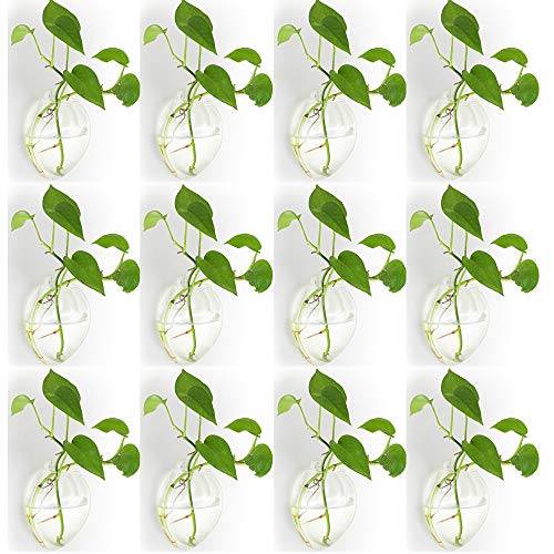 NUPTIO 12 Stück Wandbehang Glas Pflanzgefäße Blumentopf - Wasser Pflanzen Vasen Luft Blumenvase Pflanzenterrarien Pflanzenbehälter von NUPTIO