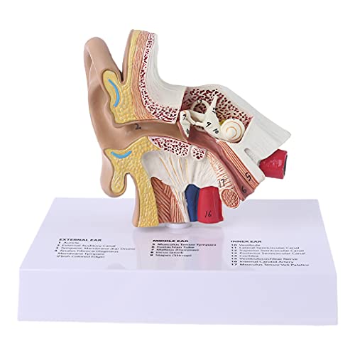 NURCIX 1,5 mal Leben Größe Menschliches Ohr Modell Wissenschaftliche Anatomie Lehre Liefert Anatomische Studie Display Professionelle Anatomie Modell NURCIX 1,5 mal Leben Größe Menschliches Ohr Modell Wissenschaftliche Anatomie Lehre Liefert Anatomische Studie Display Professionelle Anatomie Modell von NURCIX