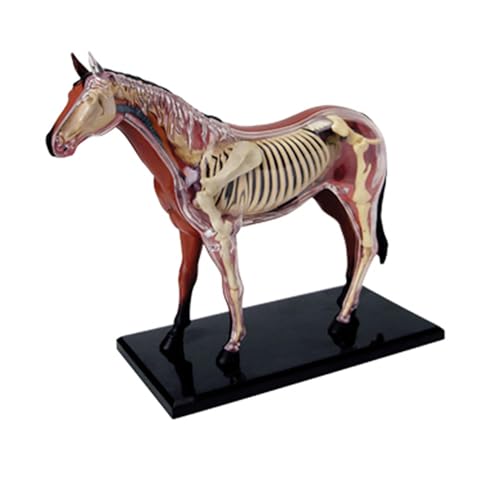 NURCIX 4D Pferd Anatomie Modell, Tier Anatomie Modell Lehrmittel Simulation Tier Pferd Organ Modell Anatomie Medizinisches Lehrmodell NURCIX 4D Pferd Anatomie Modell, Tier Anatomie Modell Lehrmittel Simulation Tier Pferd Organ Modell Anatomie Medizinisches Lehrmodell von NURCIX