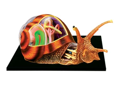 NURCIX 4D Tier Anatomie Modell, Schnecken Anatomie Skelett Modell, Torso und Skelett Modelle Anatomische, 32 abnehmbare Organe und Körperteile Anatomie Modell für Schule Tier Lehre von NURCIX