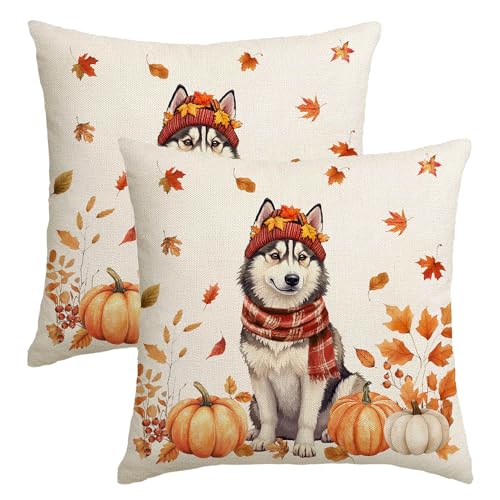 Herbst-Kürbis-Überwurf-Kissenbezug, 45,7 x 45,7 cm, 2 Stück, Husky, saisonale Herbst-Ernte-Dekoration für Sofa, Couch, Bauernhaus Herbst-Kürbis-Überwurf-Kissenbezug, 45,7 x 45,7 cm, 2 Stück, Husky, saisonale Herbst-Ernte-Dekoration für Sofa, Couch, Bauernhaus von NUTEEN