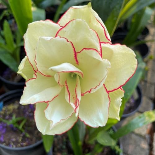 Amaryllis Rhizome/Romantik/Perfekt als Gartendekoration/Winterhart//(NVNJHJN)-1 Rhizome-B von NVNJHJN