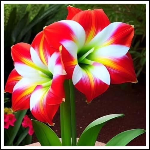 Amaryllis Rhizome/Romantik/Perfekt als Gartendekoration/Winterhart//(NVNJHJN)-5 Rhizome-E von NVNJHJN