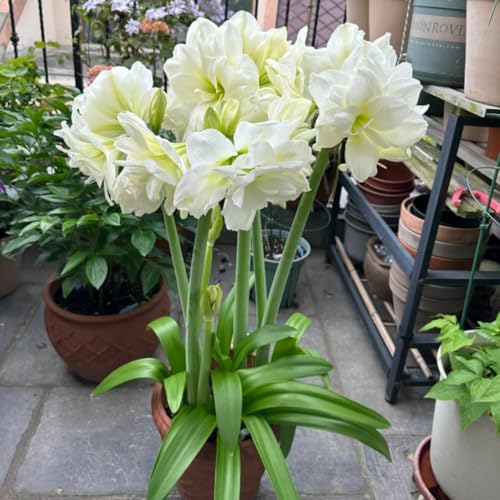Amaryllis zwiebeln.-Amaryllis kaufen.- Blütenblätter in gemischten Farben- die beste Wahl für die Gartendekoration /(NVNJHJN)-3 zwiebeln-C von NVNJHJN