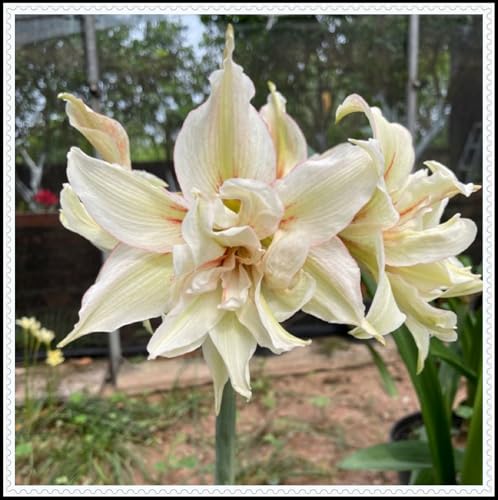 Amarylliswurzel- und trockenheitsresistent - schnell wachsend - schöne Dekoration - kälte-5 Rhizome-E von NVNJHJN