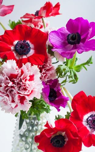 Anemonenzwiebeln.Kältebeständige Stauden. Anemonenpflanzen.Einfach zu kultivieren.Starke Vitalität.Für jedermann geeignet.-5 Zwiebeln-A von NVNJHJN