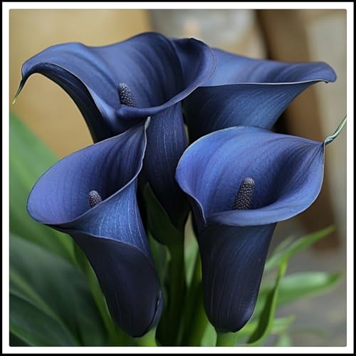 Calla-Lilien-Rhizome/Perfekt als Gartendekoration/Winterhart/Einzigartige Form/hoher Zierwert/(NVNJHJN)-8 Rhizome-C von NVNJHJN
