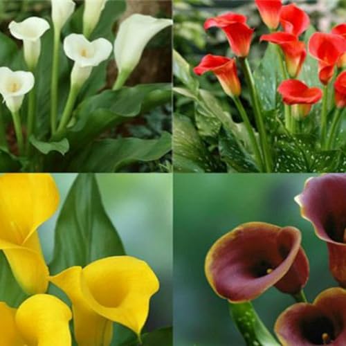 Calla Lilien-Rhizome– überraschendes Geschenk – schnell wachsend – schöne Gartendekoration – kälte- und trockenheitsresistent-4 Rhizome-A Calla Lilien-Rhizome– überraschendes Geschenk – schnell wachsend – schöne Gartendekoration – kälte- und trockenheitsresistent-4 Rhizome-A von NVNJHJN