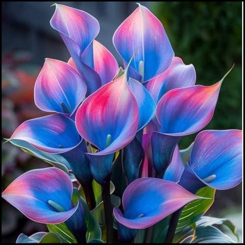 Calla zwiebeln.- die beste Wahl für die Gartendekoration- Blütenblätter in gemischten Farben /(NVNJHJN)-10 zwiebeln-A von NVNJHJN