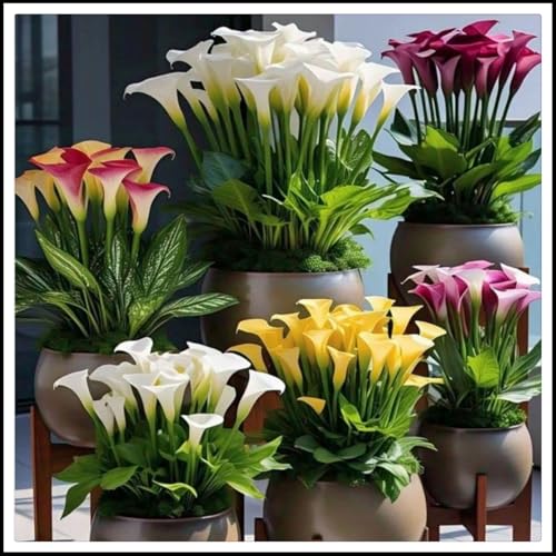 Calla zwiebeln.- die beste Wahl für die Gartendekoration- Blütenblätter in gemischten Farben -Aufmerksamkeit anziehen/(NVNJHJN)-6 zwiebeln-A von NVNJHJN