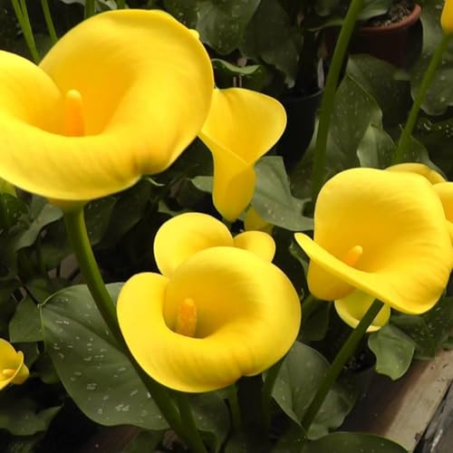 Calla zwiebeln.Calla blumenzwiebeln.Calla winterhart mehrjährig.Calla knollen.Immergrüne, winterharte Staude. Mehrjährige Blumen.-2 zwiebeln-E von NVNJHJN