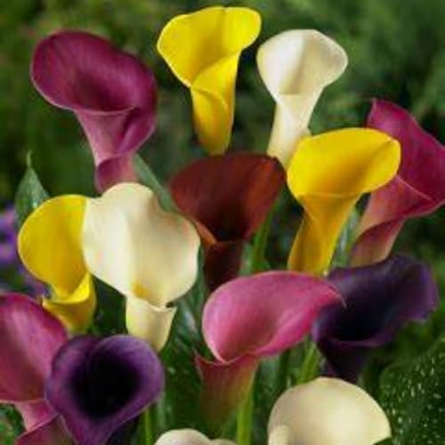 Calla zwiebeln.Immergrüne, winterharte Staude. Calla blumenzwiebeln.Calla knollen.Calla winterhart mehrjährig.Mehrjährige Blumen.-10 zwiebeln-A von NVNJHJN