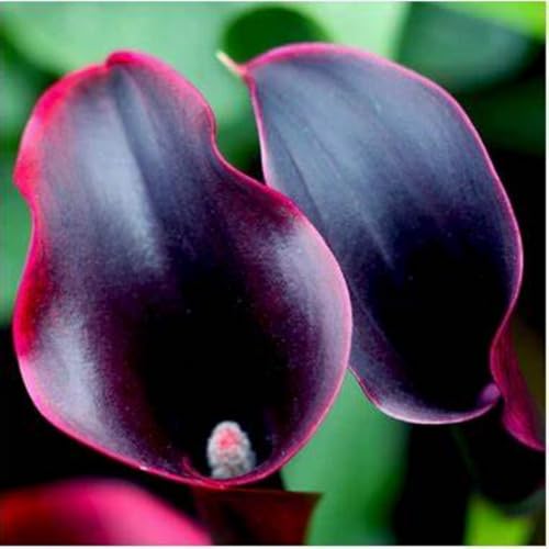Calla zwiebeln.Immergrüne, winterharte Staude. Calla blumenzwiebeln.Calla knollen.Calla winterhart mehrjährig.Mehrjährige Blumen.-8 zwiebeln-B von NVNJHJN