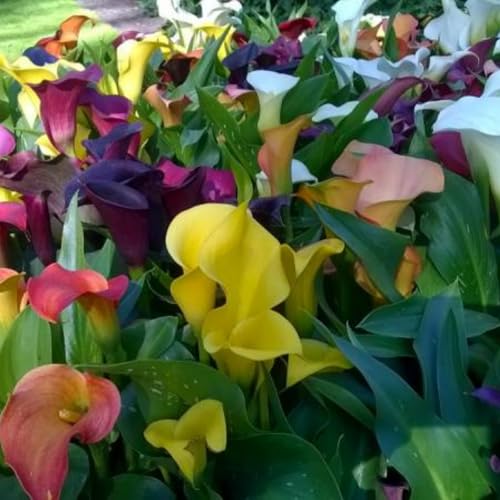 Calla zwiebeln.Immergrüne, winterharte Staude. Calla blumenzwiebeln.Calla winterhart mehrjährig.Calla knollen.Mehrjährige Blumen.-8 zwiebeln-A von NVNJHJN