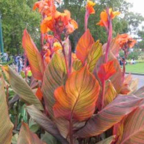 Canna-Rhizome – schnell wachsend – schöne Gartendekoration– kälte- und trockenheitsresistent – überraschendes Geschenk -1 Rhizome-C von NVNJHJN