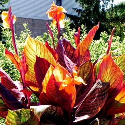 Canna-Rhizome – überraschendes Geschenk – schnell wachsend – schöne Gartendekoration– kälte- und trockenheitsresistent -2 Rhizome-B Canna-Rhizome – überraschendes Geschenk – schnell wachsend – schöne Gartendekoration– kälte- und trockenheitsresistent -2 Rhizome-B von NVNJHJN